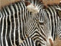 Game Zebra Jigsaw