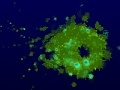 Game Plankton Thing