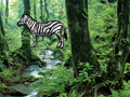 Game Hidden Zebra