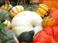 Game Hidden Objects: Pumpkin Show