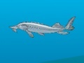 Game Sturgeon Rampage