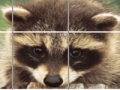 Game Raccoon Puzzle