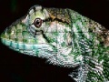 Game Wild iguana slide puzzle