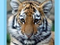Game Tiger and Cubs Jigsaw