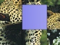 Game Big cat slide puzzle