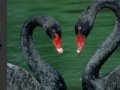 Game Black Swans