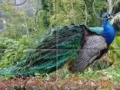 Game Peacock Jigsaw Puzzle 