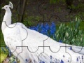 Game Beautiful peacock puzzle