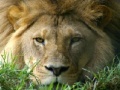 Game African Lion