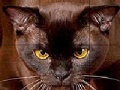 Game Wild brown cat slide puzzle