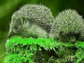 Game Green Hedgehogs: Puzzle