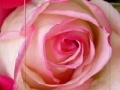 Game Pink Rose
