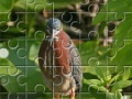 Game Green Heron