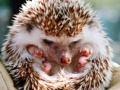 Game Small hedgehog