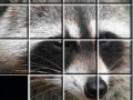 Game Raccoon Puzzles