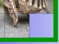 Game Hungry turtle slide puzzle