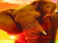 Game Big Elephant In The Sea: Puzzle