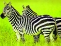 Game Green Safari: Zebras Puzzle