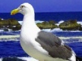 Game Seagulls In The Ocean: Puzzle