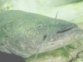 Game Catfish Puzzle