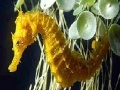 Game Seahorse: Slide Puzzle