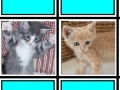 Game Fuzzy Memory: Kittens