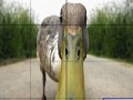 Game Dizzy duck slide puzzle