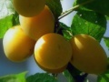 Game Apricot