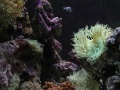 Game Coral Reef