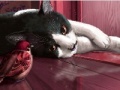 Game Naughty Friends: Puzzle