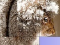 Game Squirrel in the snow slide puzzle