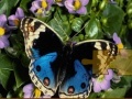 Game Butterfly Puzzle