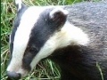 Game Badger puzzle