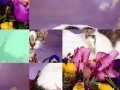 Game Lovely Cat Sliding