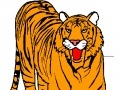 Game Tiger Coloring