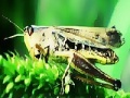 Game Green grasshopper slide puzzle