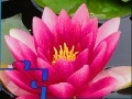 Game Pink Water Lily Puzzle
