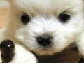 Game Cute puppy