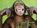 Game Monkey puzzle