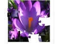 Game Jigsaw Nature: Crocus