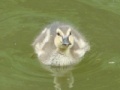 Game Baby Ducks Jigsaw