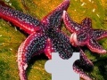 Game Ocean sea stars puzzle