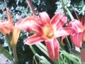 Game Flowers