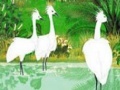 Game Fabulous birds in the river puzzle