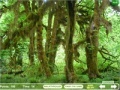 Game Mushroom Collector 4