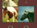 Game Cool Horse Memory
