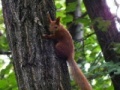 Game Squirrel 2