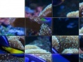 Game Tropical Fish Slider Puzzle