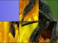 Game Black insect slide puzzle