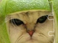 Game Funny Cat puzzle